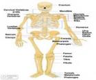 Скелет человека. Кости человеческого тела (английский)